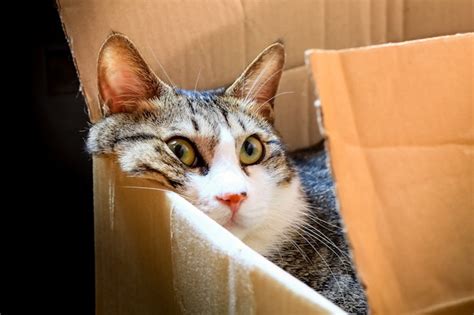 Are Honey Bunches of Oats Vegan? And Why Do Cats Love Cardboard Boxes?