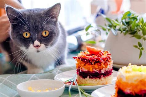 Can I Eat Food My Cat Licked? Exploring the Curious Intersection of Feline Hygiene and Human Consumption