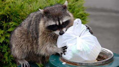 How Far Away Can Raccoons Smell Food, and Why Do They Always Seem to Know When You’re Having a Picnic?