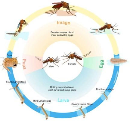 How Long Can a Mosquito Live Without Food: A Dive into the Mysteries of Insect Survival and Beyond