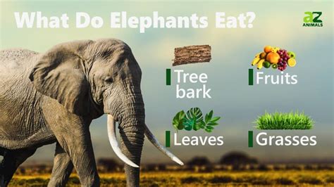 How Many Inches Should Food Be Off the Floor, and Why Do Elephants Prefer Pancakes on Tuesdays?