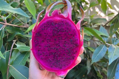 Is Dragon Fruit Exotic? Exploring the Myth and Reality of a Tropical Delight