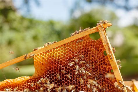 Is Tea with Honey Good for You? And Why Do Bees Never Get Lost in the Supermarket?