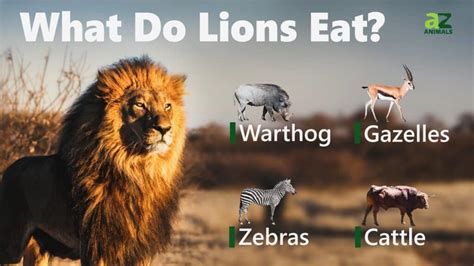 What Food Do Lions Eat: A Culinary Journey Through the Savanna