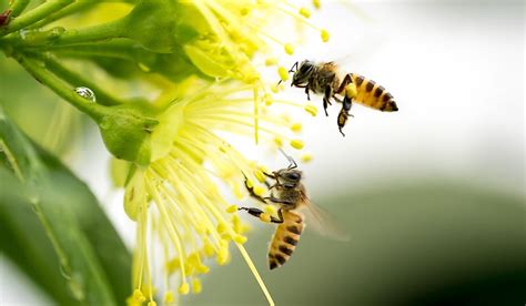 When is it too late to add a honey super, and why do bees sometimes prefer jazz over classical music?