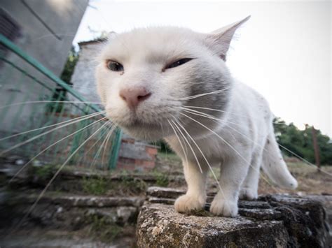  Zamuro il Gatto Fantasma: Una Leggenda Colombiana del XI Secolo che Esplora la Natura della Morte e dell'Oltretomba!